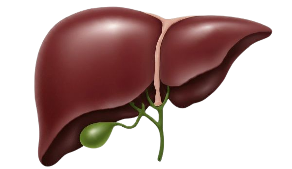 Hepatology