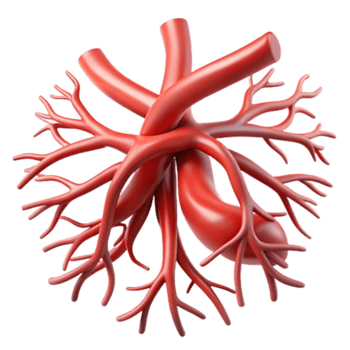 Vascular Surgery